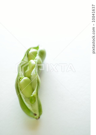 蠶豆 蠶豆 10841637