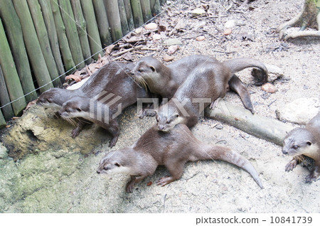 Small-clawed otter 10841739