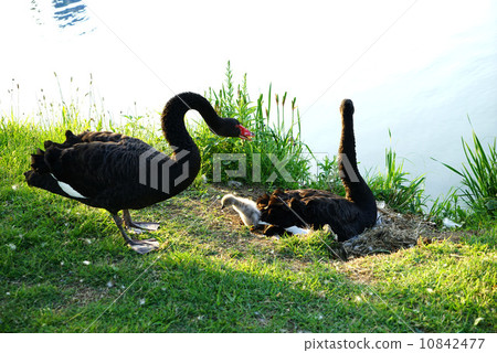 Parent and child born 10842477