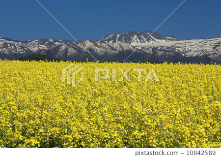 Tenjakura鎮Nanohana和Tomurashi山 10842589