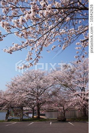 Cherry blossoms in Hirakirisuma in full bloom Cherry blossoms in Hirakirisuma in full bloom 10842626