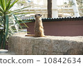 Miya Cat 10842634