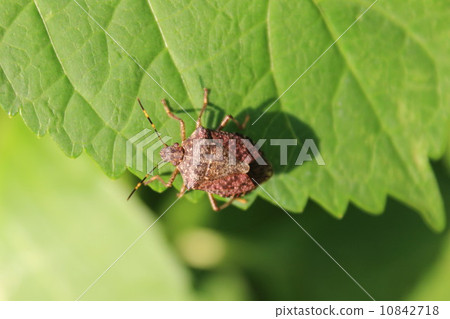 Buddies' buddies 10842718