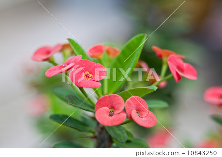 Euphorbia milli Desmoul or crown of thorns 10843250