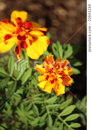 Marble gold in marble Marble gold in marble 10843289