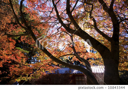 秋天的楓葉 10843344