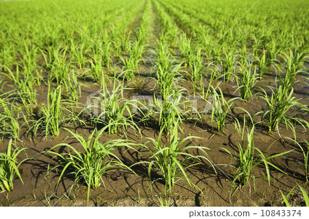 綠色的稻苗 綠色的稻苗 10843374