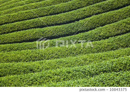 一列列的茶田 10843375