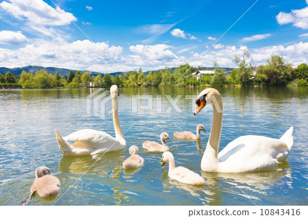 Swans with nestlings in Ljubljana. Swans with nestlings in Ljubljana. 10843416