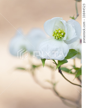 山茱萸（白色/垂直） 10844523