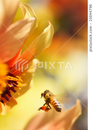 Bee and Dahlia Bee and Dahlia 10844796
