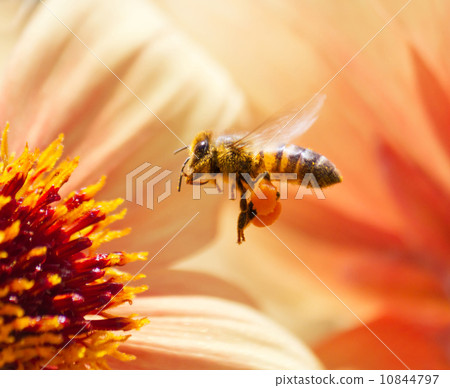 蜜蜂和大麗花 10844797