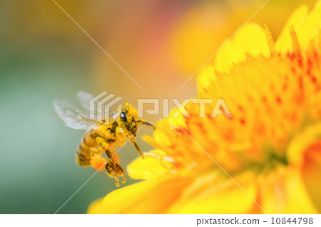 蜜蜂喝蜂蜜，同時被花粉覆蓋 10844798