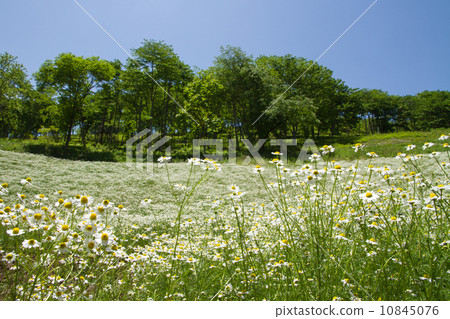 Chamomile Hill Chamomile Hill 10845076