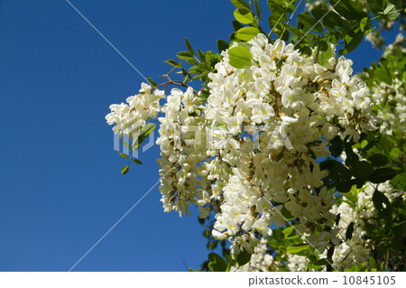 Fake acacia Fake acacia 10845105