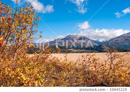 Autumn Colors in El Boliche, Bariloche, Patagonia, Argentina 10845228