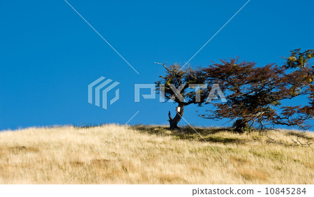 Autumn in Patagonia. Tierra del Fuego. Tree Growing in the wind 10845284