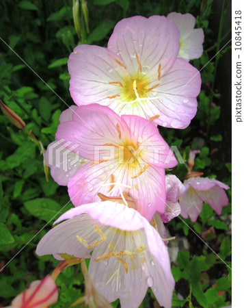 月見草桐 10845418