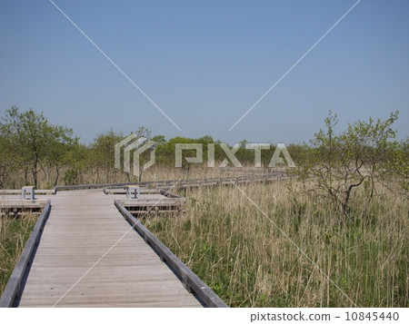 初夏的釧路沼澤 10845440