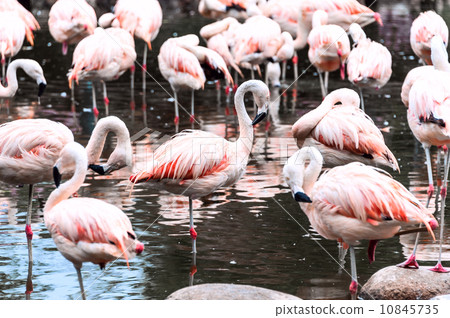 Flamingos have arrived, San Climente, Argentina 10845735
