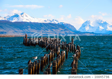 King Cormorant colony, Old Dock, Puerto Natales, Chile 10845736