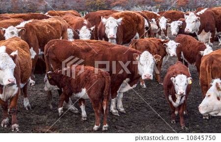 Argentinean cows 10845750