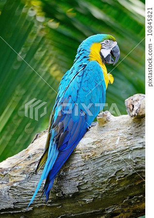 Blue and Gold Macaw Blue and Gold Macaw 10845821