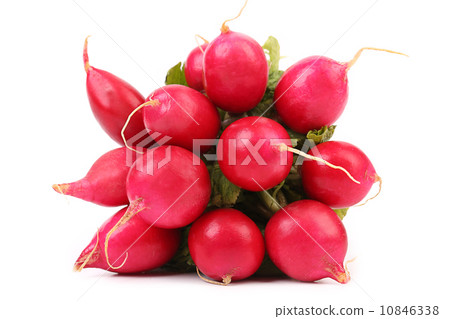 Small garden radish. Small garden radish. 10846338