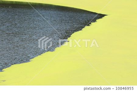 Duckweed Natural Abstract background Duckweed Natural Abstract background 10846955