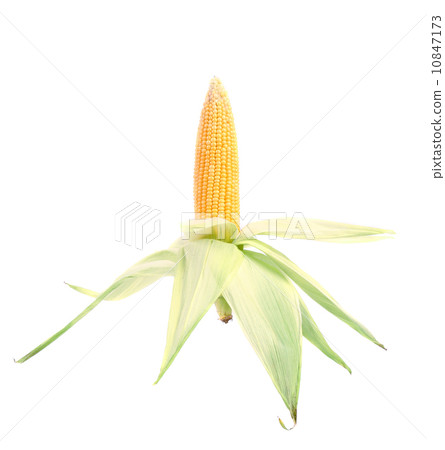 Fresh corn cop in form of rocket. 10847173