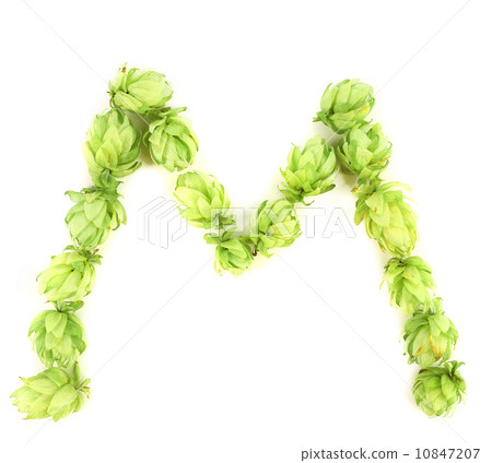 Hop flowers laid in form of letter M. Hop flowers laid in form of letter M. 10847207
