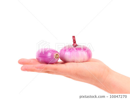 Hand holds red onions. 10847270