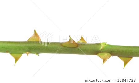 Rose thorn. 10847728