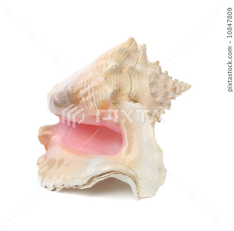 shell mollusks isolated 10847809