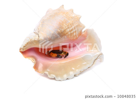 Crab into shell of rapana. 10848035