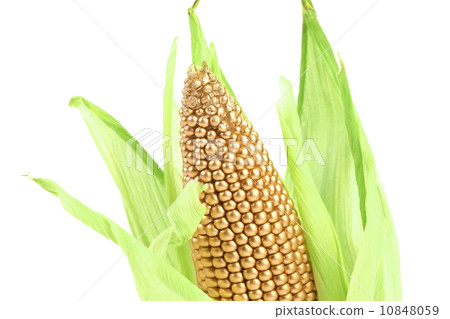Golden ear surrounded by green leaves. Golden ear surrounded by green leaves. 10848059
