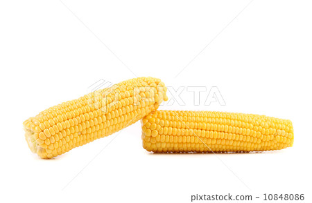 Two corncobs on a white background Two corncobs on a white background 10848086