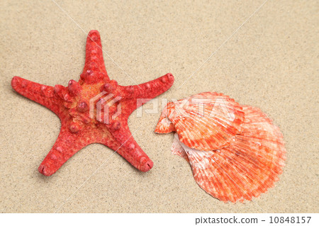 Red starfish and shell on sandy background. 10848157