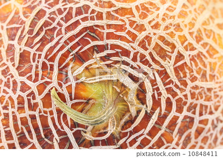 Melon skin texture close up. 10848411