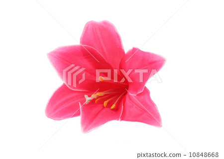 Peach pink flowers Peach pink flowers 10848668