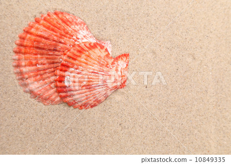 Red shell on a sandy background. 10849335