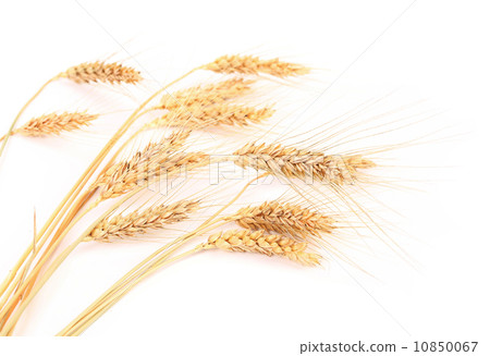 Ears of wheat. 10850067