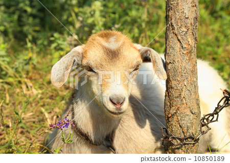 Funny goat puts 10850189