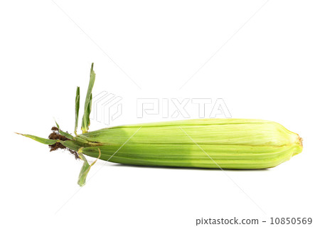 Closed corncob isolated on white background 10850569