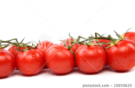 tomatoes standing in a row 10850620