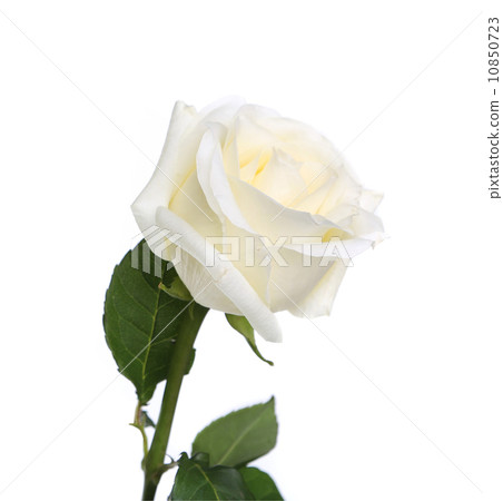 Single white rose with leaves and stem 10850723