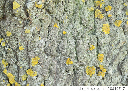Yellow mold on the tree bark. Texture. 10850747