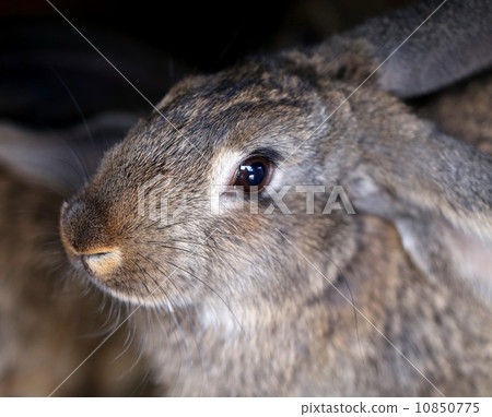 Head of brown rabbit. Close up. 10850775