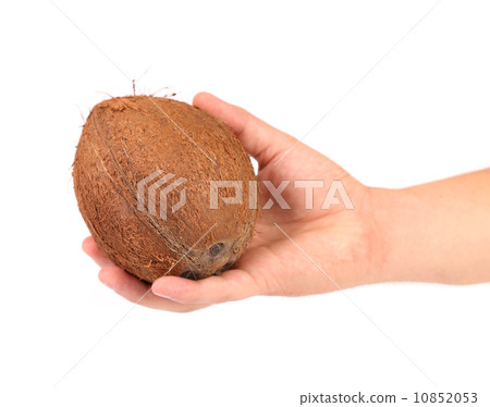 coconut in hand isolated on white background coconut in hand isolated on white background 10852053