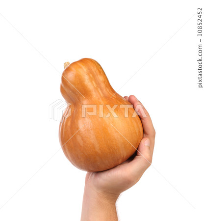 Fresh pumpkin in hand. 10852452